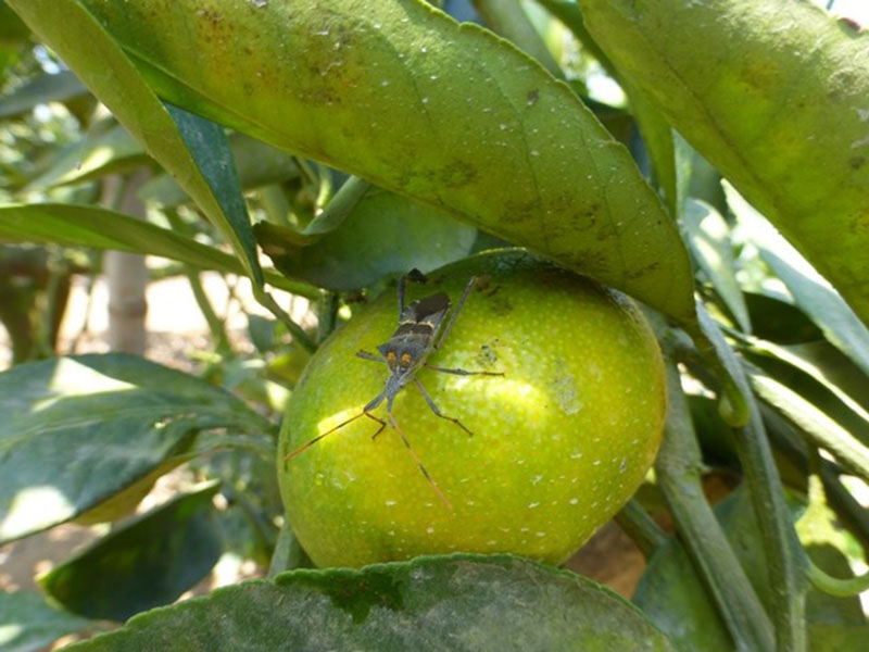 Leptoglossus zonatus: “chinche patas de hoja” 