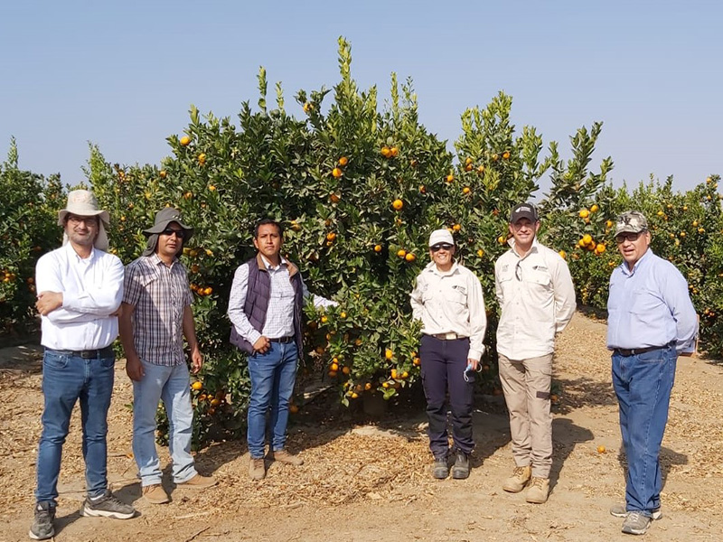 Proyecto UNE Australia - ProCitrus