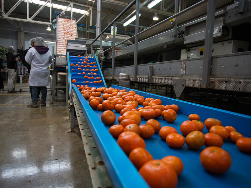 Informe Precios Mercado Local 2024